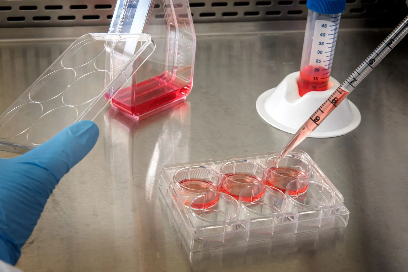 Gloved hand pipetting pink culture medium into a cell culture plate in a lab